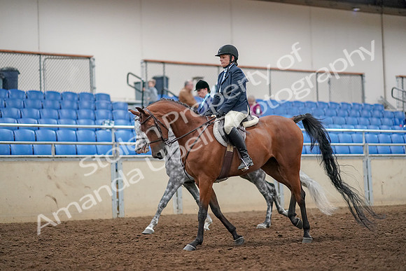 2019 Morgan Horse Show - Aug 30, 2019 - 22446