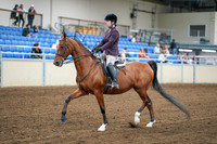 2020 - AB Morgan Horse - Fri, Sept 04 - 02223