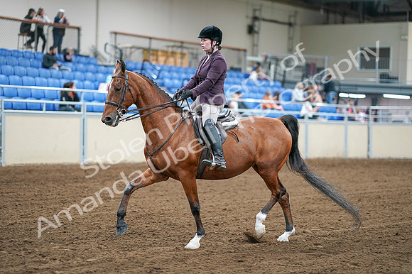 2020 - AB Morgan Horse - Fri, Sept 04 - 02223