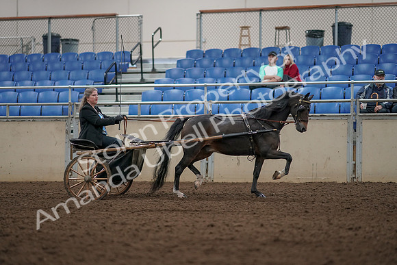 2019 Morgan Horse Show - Aug 31, 2019 - 04531