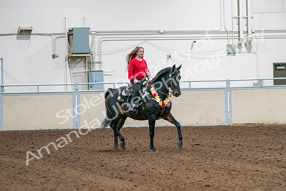 2020 - AB Morgan Horse - Sat, Sept 05 - 10485