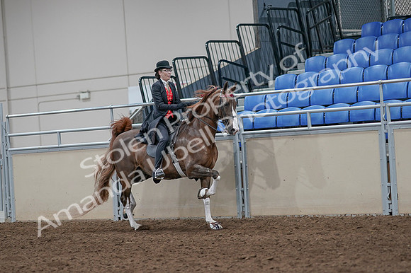 2020 - AB Morgan Horse - Fri, Sept 04 - 09851