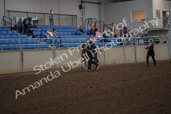 2019 Morgan Horse Show - Aug 30, 2019 - 24647