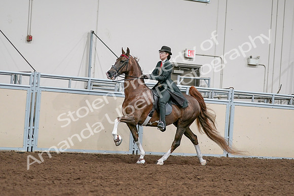 2020 - AB Morgan Horse - Sat, Sept 05 - 13030