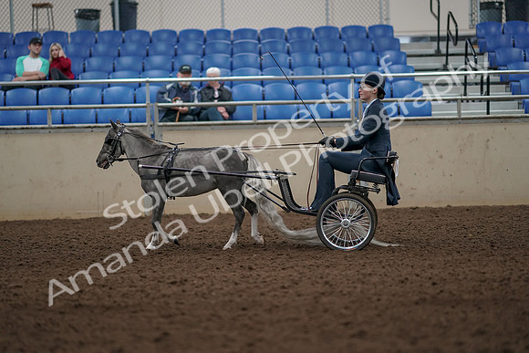 2019 Morgan Horse Show - Aug 31, 2019 - 04276