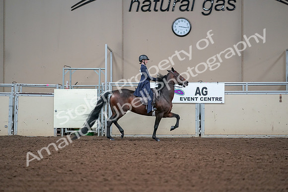 2019 Morgan Horse Show - Aug 30, 2019 - 17950