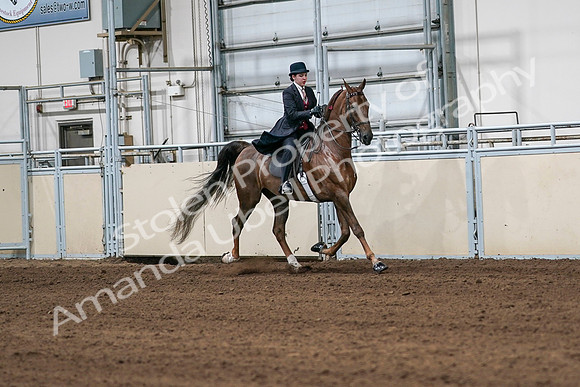 2020 - AB Morgan Horse - Sat, Sept 05 - 06350
