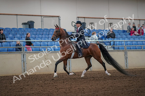 2019 Morgan Horse Show - Aug 30, 2019 - 25074