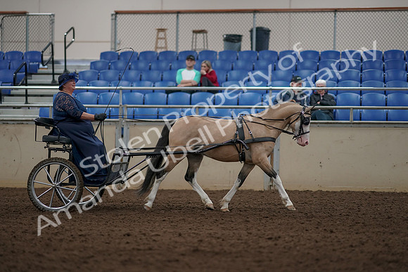 2019 Morgan Horse Show - Aug 31, 2019 - 04446