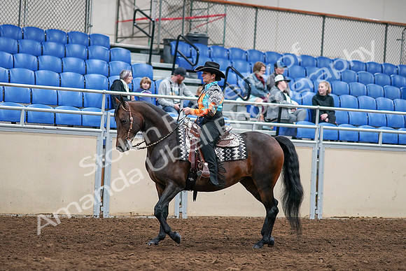 2020 - AB Morgan Horse - Sun, Sept 06 - 07483