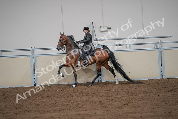 2020 - AB Morgan Horse - Fri, Sept 04 - 09656