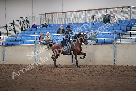 2019 Morgan Horse Show - Aug 31, 2019 - 09528