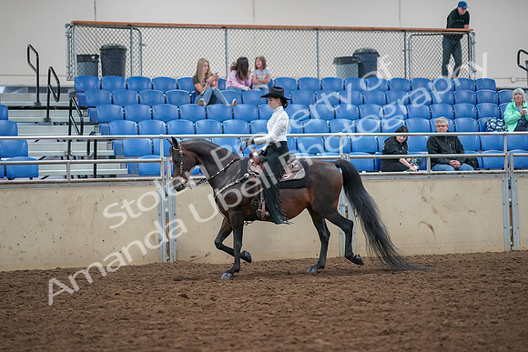 2019 Morgan Horse Show - Aug 30, 2019 - 16764