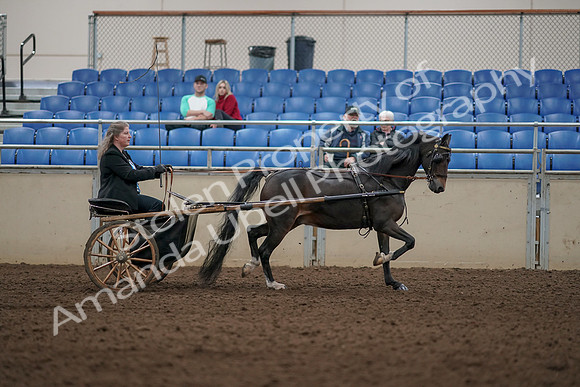 2019 Morgan Horse Show - Aug 31, 2019 - 04540