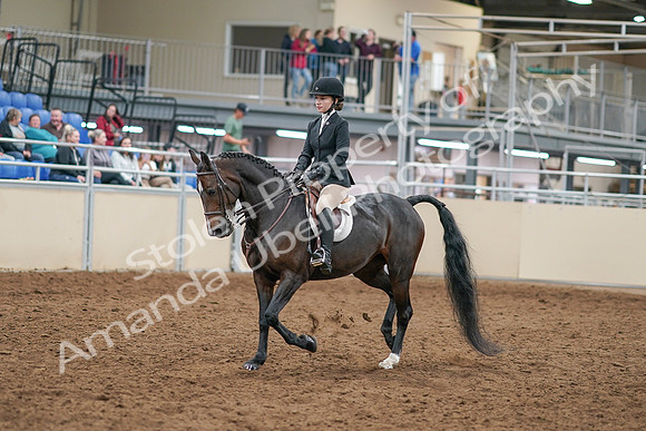 2020 - AB Morgan Horse - Sat, Sept 05 - 14268