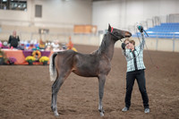 2019 Morgan Horse Show - Aug 31, 2019 - 00071