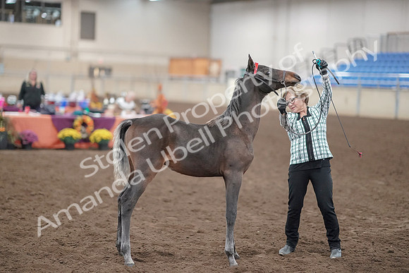 2019 Morgan Horse Show - Aug 31, 2019 - 00071