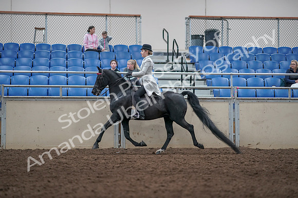 2019 Morgan Horse Show - Aug 31, 2019 - 09438
