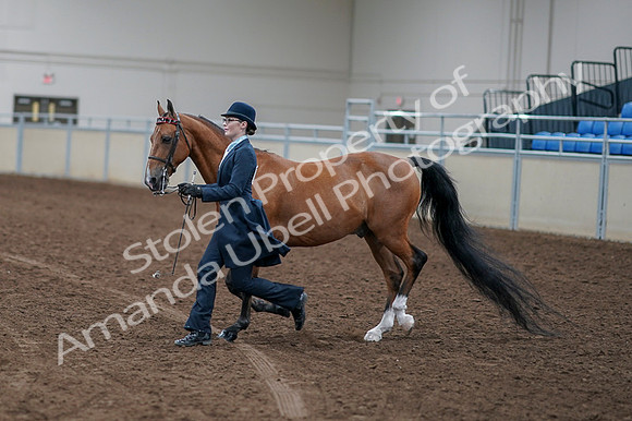 2020 - AB Morgan Horse - Fri, Sept 04 - 00950