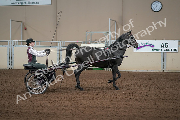2019 Morgan Horse Show - Aug 31, 2019 - 04703