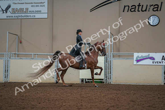 2019 Morgan Horse Show - Aug 30, 2019 - 25242
