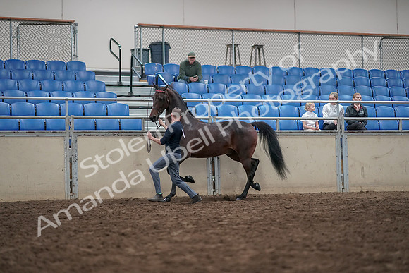 2019 Morgan Horse Show - Aug 31, 2019 - 03635