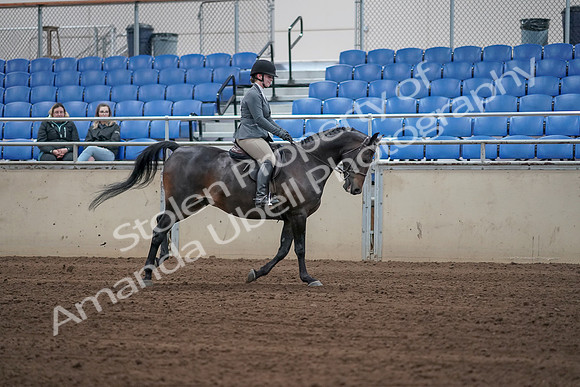 2019 Morgan Horse Show - Sept 01, 2019 - 11091