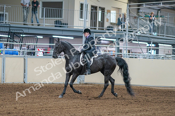 2020 - AB Morgan Horse - Fri, Sept 04 - 01520