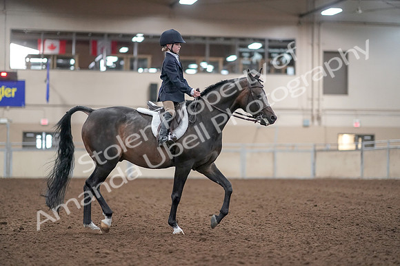 2019 Morgan Horse Show - Aug 31, 2019 - 19570