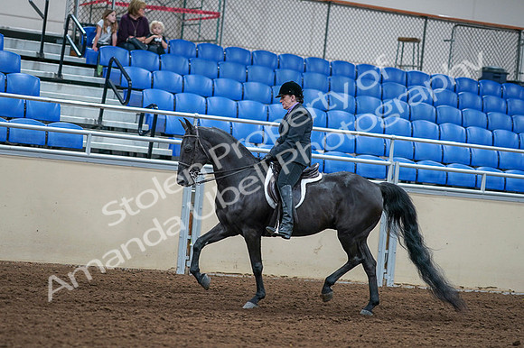2020 - AB Morgan Horse - Fri, Sept 04 - 01535