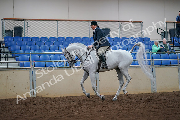 2019 Morgan Horse Show - Aug 30, 2019 - 17495