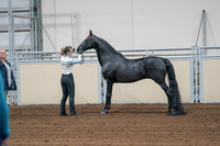 2020 - AB Morgan Horse - Sat, Sept 05 - 00043