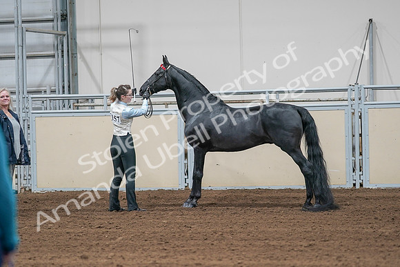 2020 - AB Morgan Horse - Sat, Sept 05 - 00043
