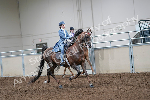 2020 - AB Morgan Horse - Fri, Sept 04 - 05044