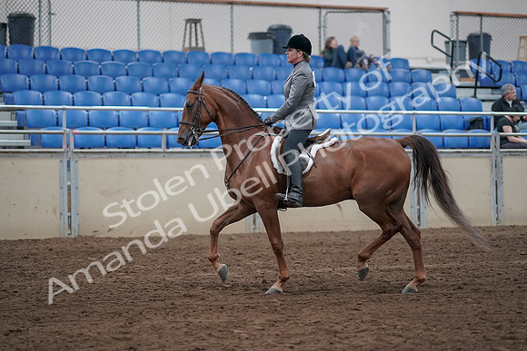 2019 Morgan Horse Show - Sept 01, 2019 - 12165