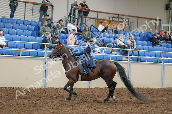 2020 - AB Morgan Horse - Sun, Sept 06 - 07919