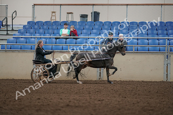 2019 Morgan Horse Show - Aug 31, 2019 - 04474