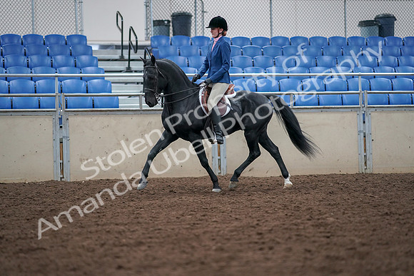 2019 Morgan Horse Show - Aug 30, 2019 - 18348