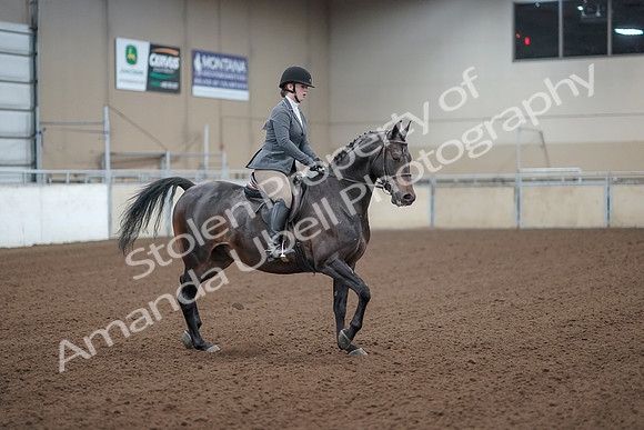 2019 Morgan Horse Show - Sept 01, 2019 - 11014