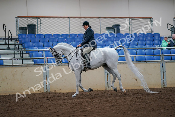 2019 Morgan Horse Show - Aug 30, 2019 - 17413