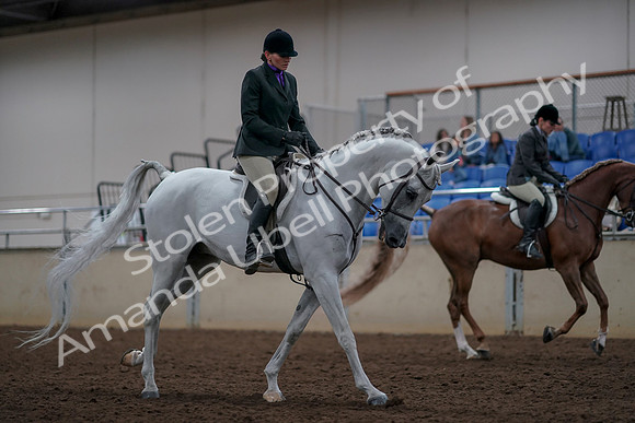 2019 Morgan Horse Show - Aug 31, 2019 - 16118