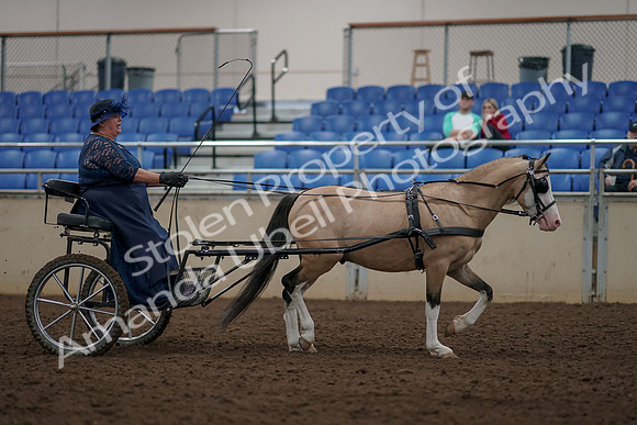 2019 Morgan Horse Show - Aug 31, 2019 - 04490