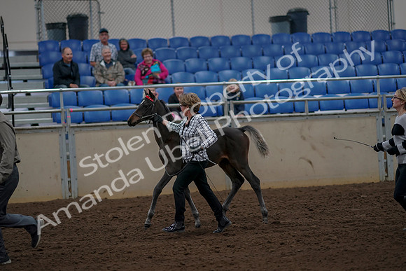 2019 Morgan Horse Show - Aug 30, 2019 - 24711