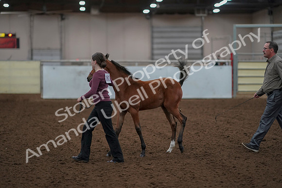 2019 Morgan Horse Show - Aug 30, 2019 - 24797
