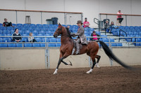 2019 Morgan Horse Show - Sept 01, 2019 - 07376