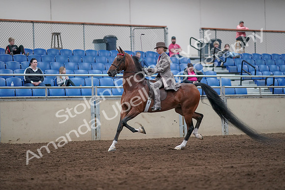 2019 Morgan Horse Show - Sept 01, 2019 - 07376