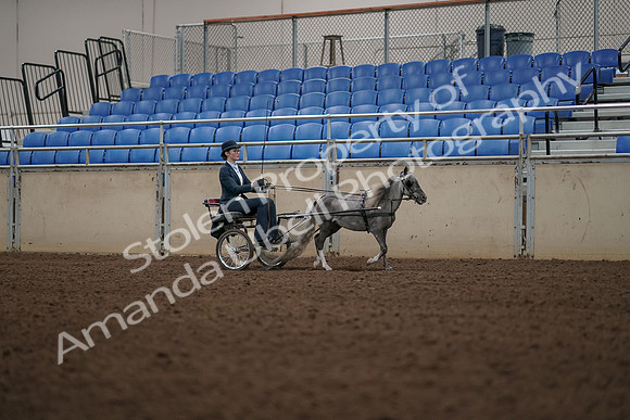 2019 Morgan Horse Show - Aug 31, 2019 - 04500