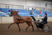 2019 Morgan Horse Show - Aug 30, 2019 - 13025