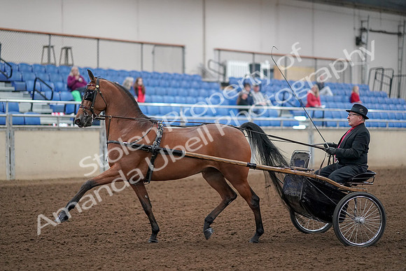 2019 Morgan Horse Show - Aug 30, 2019 - 13025