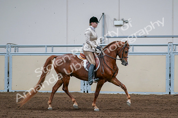 2020 - AB Morgan Horse - Fri, Sept 04 - 01723